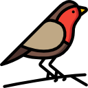 Red Capped Robin